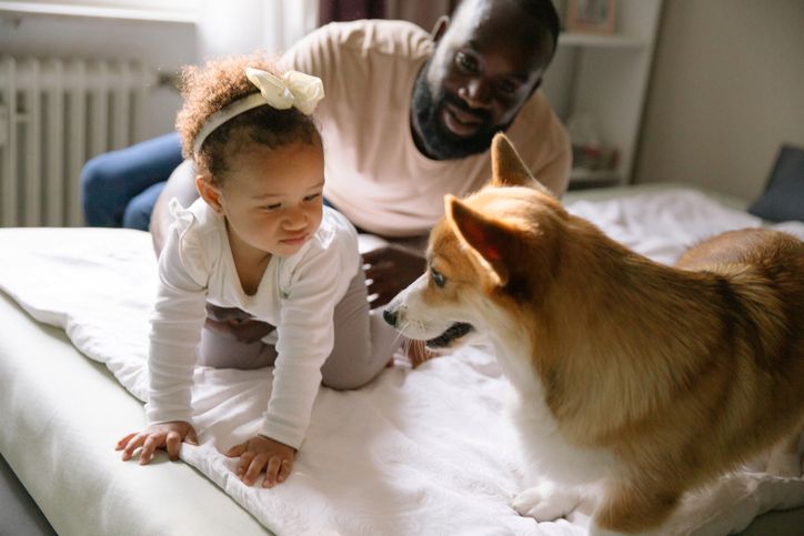 family-friendly dog breeds